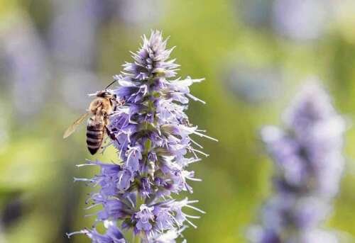 Earth Day 2024: Pollinators help our food supply | Times News Online