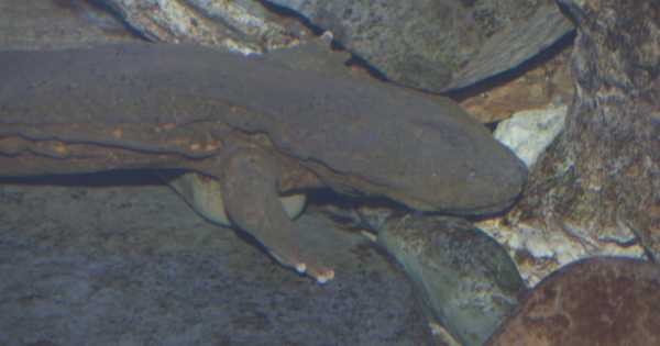Eastern hellbender's absence from Pennsylvania's waterways is warning sign of bigger problems