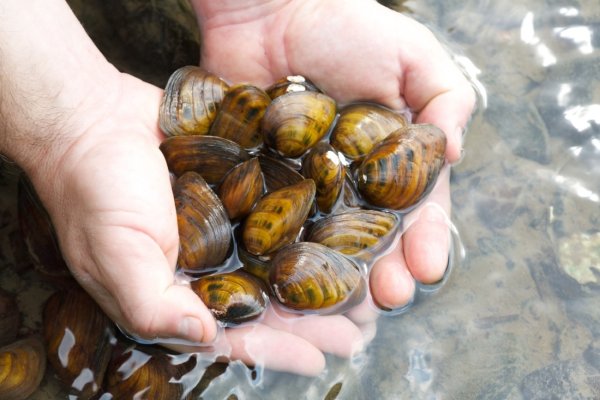 Elevated levels of radium found in western Pennsylvania’s freshwater mussels  • Pennsylvania Capital-Star