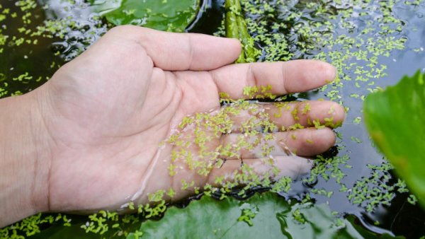 Energizing the food-energy-water nexus: the fortuitous tale of duckweed | Penn State University