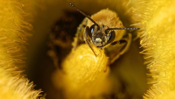 Entomologists to study how climate change may influence pollinator stressors | Penn State University