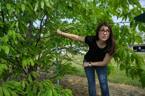 Erie researchers identify new threat to American chestnut trees | Penn State University
