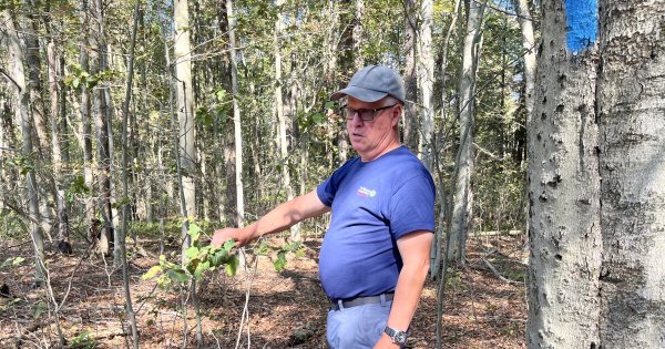 'Everything becomes a little bit less stable': native Pennsylvania trees battle two diseases