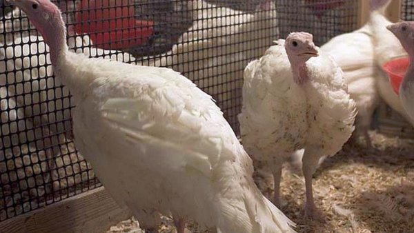 Experts remind poultry flock owners that avian flu risk remains | Penn State University