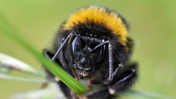 Fact check: False claim that bumblebees use acoustic levitation to move through the air