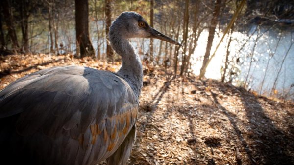 Female sandhill crane is newest resident of aviary at Shaver’s Creek | Penn State University