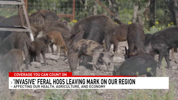 Feral hogs invading Pennsylvania's counties: The threat to local agriculture