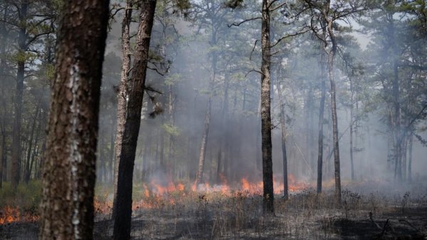 Fighting fire with fire: Study gauges public perception of prescribed burns | Penn State University