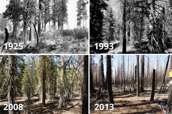 Repeat photographs of a wooded area from 1925, 1993, 2008 and 2013 showing how the forest grew denser and then burned in the Reading Fire in 2012