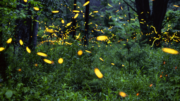 Firefly populations at risk due to climate change, urban development | Penn State University