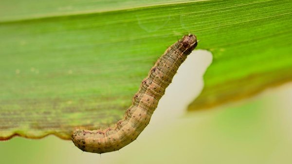 Flavonoids from sorghum plants kill fall armyworm pest on corn; may protect crop | Penn State University