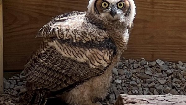 Fledgling owlet joins family of birds at Shaver’s Creek Environmental Center | Penn State University