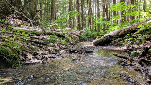 Forest soils release more carbon dioxide than expected in rainy season | Penn State University