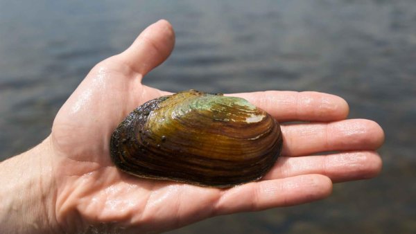 Fracking wastewater accumulation found in freshwater mussels' shells | Penn State University