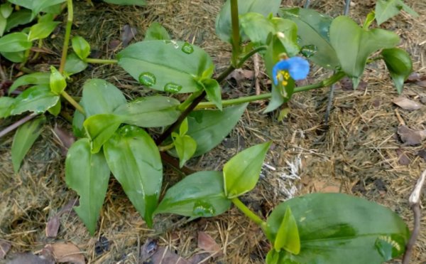 Gardener sparks concern after purchasing potentially mislabeled plant with destructive features: 'A noxious weed'