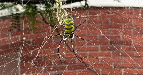 Giant flying Joro spider spotted in Massachusetts for the first time