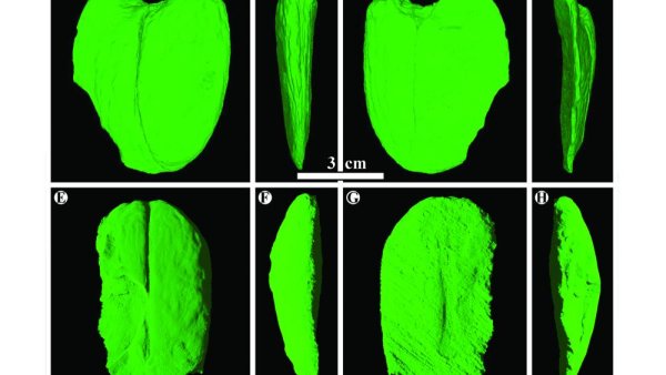 Giant fossil seeds from Borneo record ancient plant migration | Penn State University