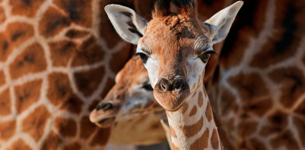 Giraffes could go extinct – the 5 biggest threats they face