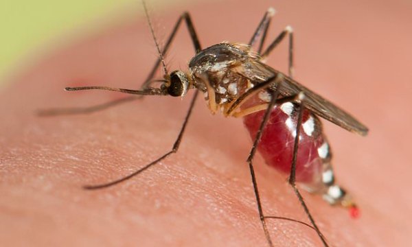 Got a fever and testing negative for Covid? It could be MALARIA