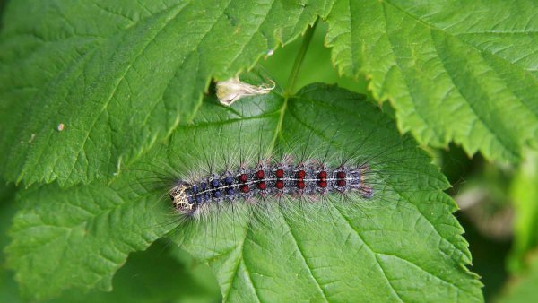 The gypsy moth has a new name, could do more damage this year
