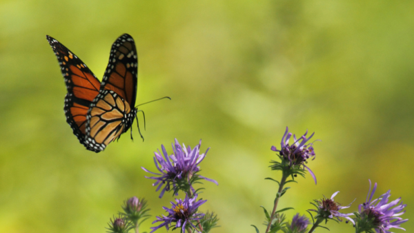 Haiku may shine a light on humans’ relationship with insects, study suggests | Penn State University