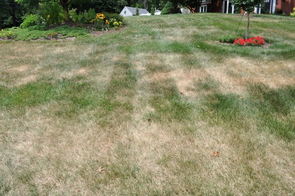 Have a lousy lawn? Now’s the time to fix it: This Weekend in the Garden