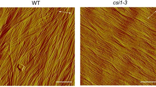 Herringbone pattern in plant cell walls critical to cell growth | Penn State University