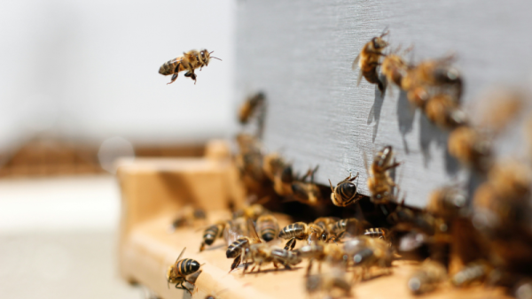 Honey bees may play key role in spreading viruses to wild bumble bees | Penn State University