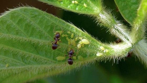 Honeydew contaminated with systemic insecticides threatens beneficial insects | Penn State University