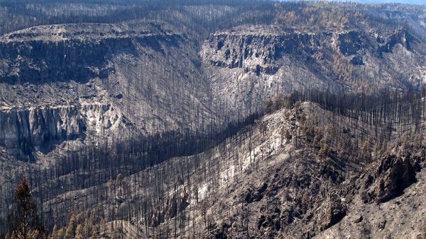 Hotter and drier conditions limit forest recovery from wildfires | Penn State University