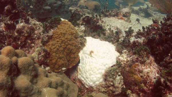 How to restore a coral reef | Penn State University