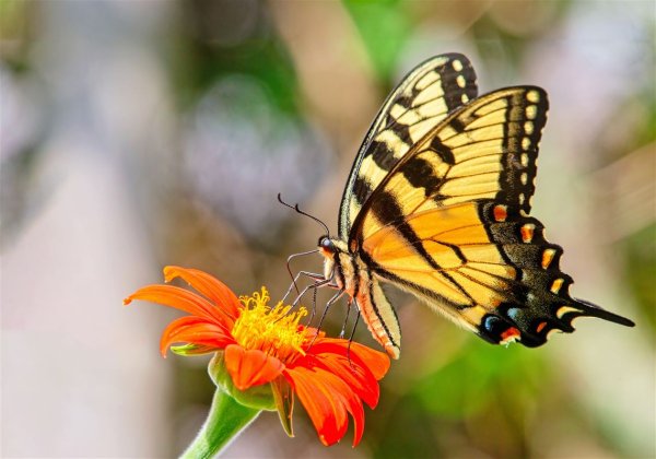 How, when and where to see Pittsburgh’s most beautiful butterflies