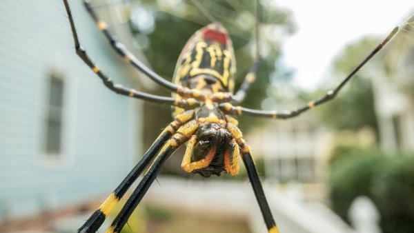 Huge flying SPIDERS are spotted in Northeast for first time