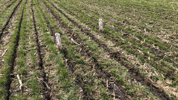 Injecting manure into growing cover crops can cut pollution, support corn crops | Penn State University