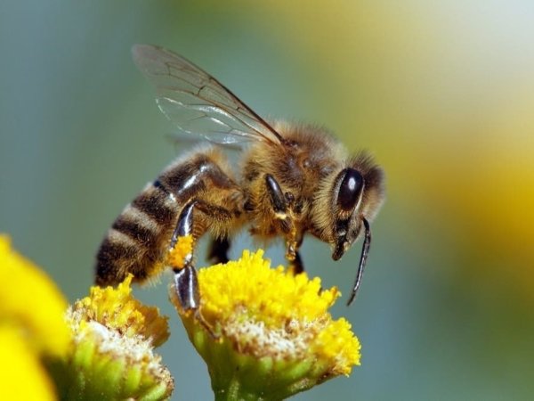 Insecticides Devastating PA Honeybee Population, Lawmakers Say