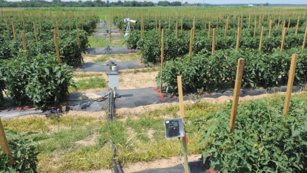 Internet-based precision irrigation system shows promise for fresh-market tomato | Penn State University