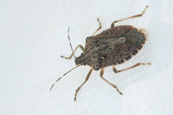 Invasive brown stink bugs are everywhere — but for how much longer?