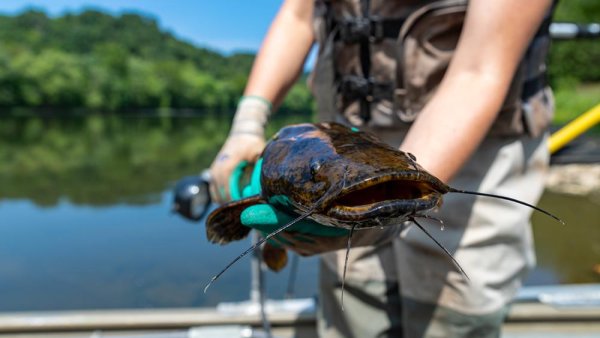 Invasive flathead catfish impacting Susquehanna’s food chain, researchers find | Penn State University