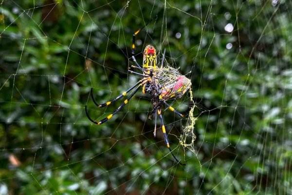 The invasive spider has landed in Bucks County, Pa. Hereâs what to know about the giant flying arachnid.