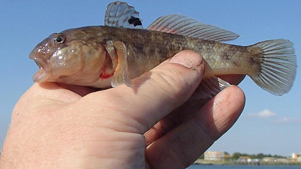 Invasive round gobies may be poised to decimate endangered French Creek mussels | Penn State University