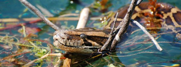 Invasive species are transforming the Everglades