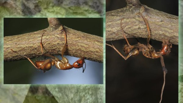 An invisible world: Explore the life of 'Zombie Ants' at the Arts Festival | Penn State University