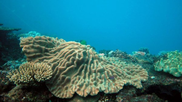 Iron deficiency in corals? | Penn State University