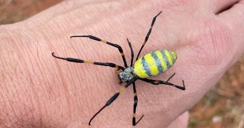 Jorō spiders found in Bucks County, marking first reported sighting of the invasive species in Pa.