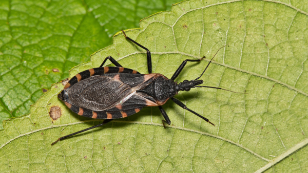 Kissing bugs, vector for Chagas disease, successfully gene edited for first time | Penn State University