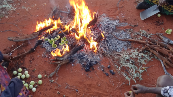 Landscape effects of hunter-gatherer practices reshape idea of agriculture | Penn State University