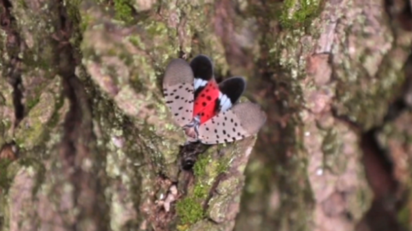 Lanternflies reeking havoc in west-central PA after hatching this season, ecologists react