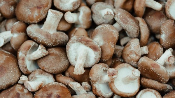 Is a little-known amino acid concentrated in mushrooms the key to healthy aging? | Penn State University