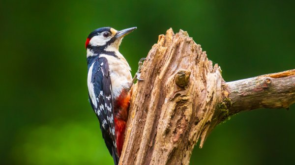 The Major Benefit To Attracting Woodpeckers To Your Yard