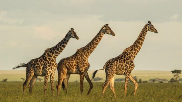 Masai giraffes more endangered than previously thought | Penn State University